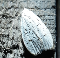 Durrantia piperatella