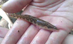 Arrow Darter photo 4