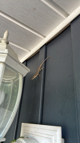 Green Anole