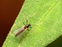 Paratendipes albimanus