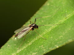 Paratendipes albimanus