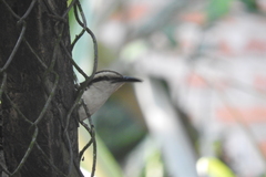 Campylorhynchus