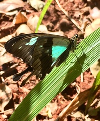 Papilio phorcas