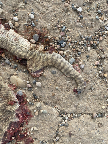 Prairie Rattlesnake