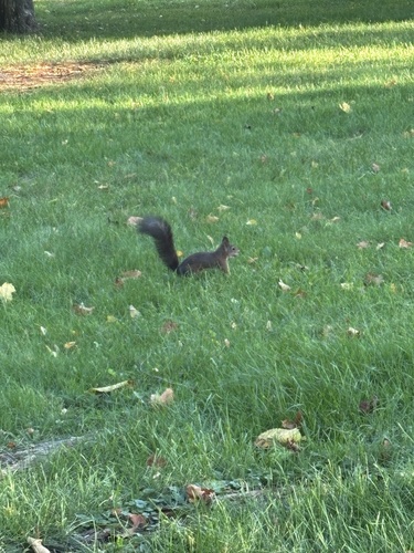 Eurasian Red Squirrel