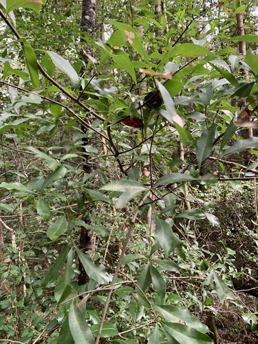 Quercus laurifolia observed 2026-10-05
