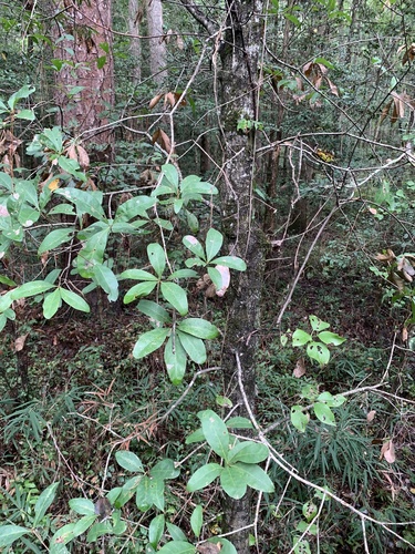 Quercus laurifolia observed 2026-10-05