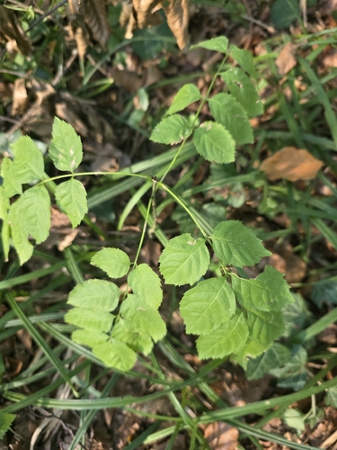 European ash
