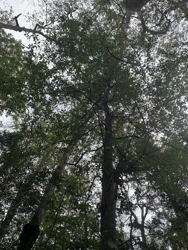Quercus laurifolia observed 2026-10-05