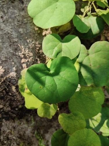 Cissampelos pareira observed 2026-10-06