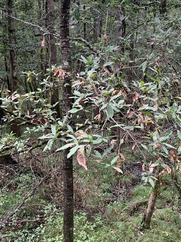 Quercus laurifolia observed 2026-10-05