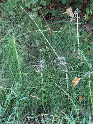great horsetail