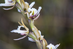 Prasophyllum mimulum