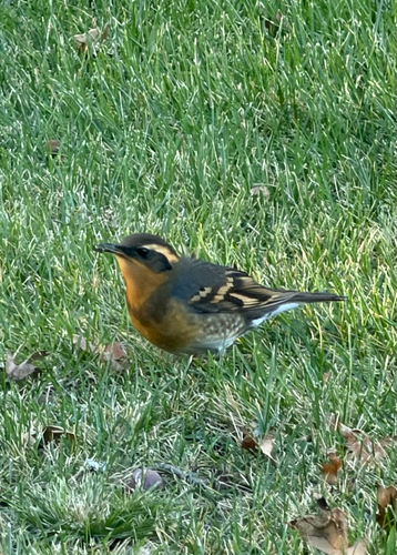 Varied Thrush