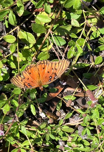 Gulf Fritillary
