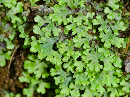 Sandea japonica observed 2026-10-03