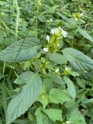 Common hemp-nettle