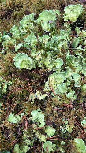 Arctic Kidney Lichen