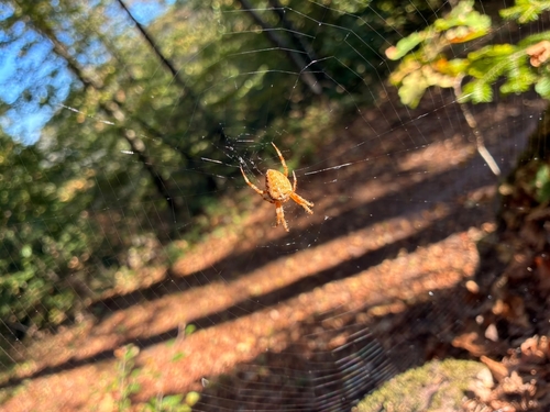 Cross Orbweaver