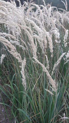 Bushgrass