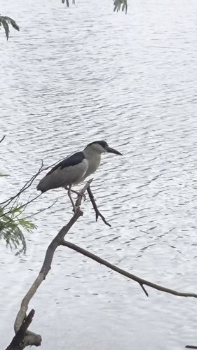 Black-crowned Night Heron