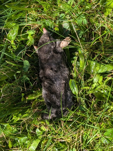 Hairy-tailed Mole observed by corvinequeen