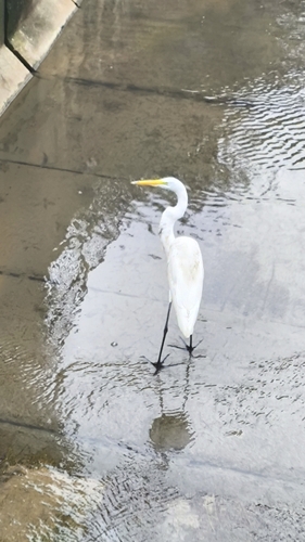 Great Egret