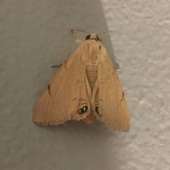 Litoprosopus coachella