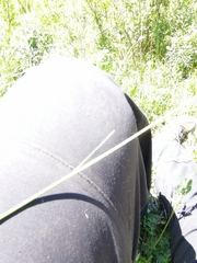 Helictotrichon desertorum