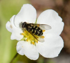 Dasysyrphus intrudens