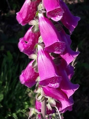 Digitalis purpurea