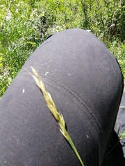 Helictotrichon desertorum