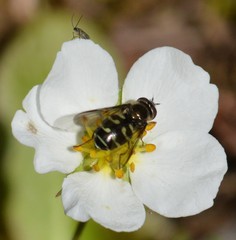 Dasysyrphus intrudens