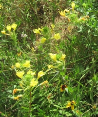 Oenothera rhombipetala