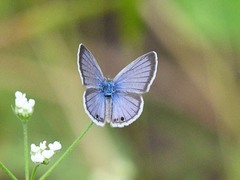 Echinargus isola