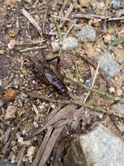 Teleogryllus