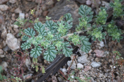Coldenia procumbens observed 2026-09-29