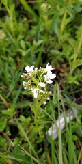 Cardamine amara