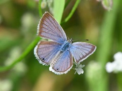 Echinargus isola