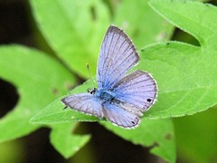 Echinargus isola