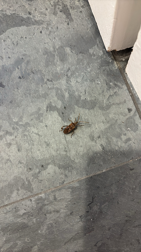 Western Conifer Seed Bug