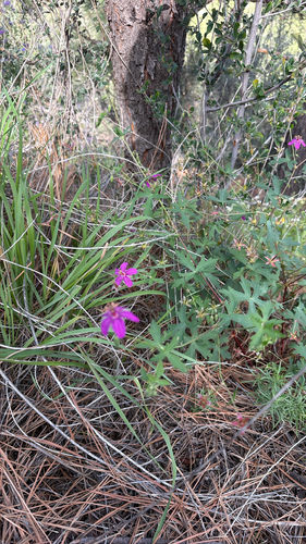 Geranium caespitosum, 2026-10-05