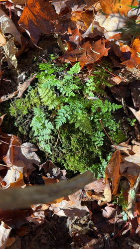 intermediate wood fern