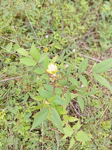 Senna sophera observed 2026-09-15
