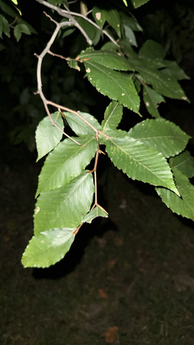 American beech
