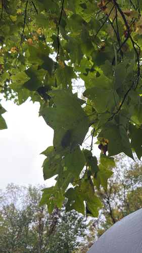 American tuliptree