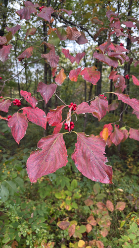flowering dogwood