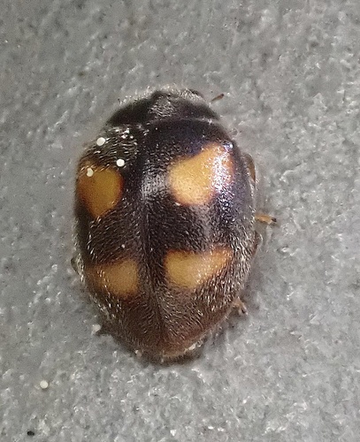 Four-spotted Nephus