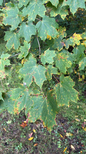 sugar maple