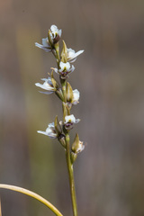 Prasophyllum mimulum